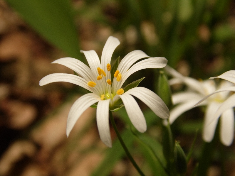 Parco del Ticino 18.4.13